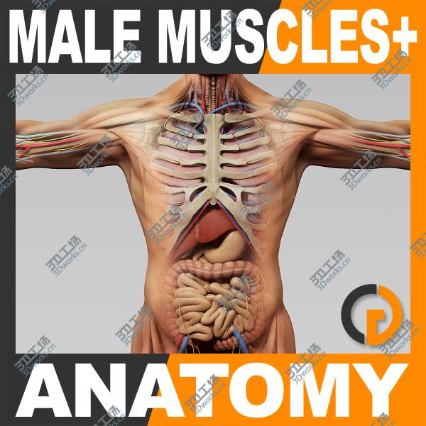 images/goods_img/202104022/Human Male Anatomy - Body, Muscles, Skeleton and Internal Organs/1.jpg